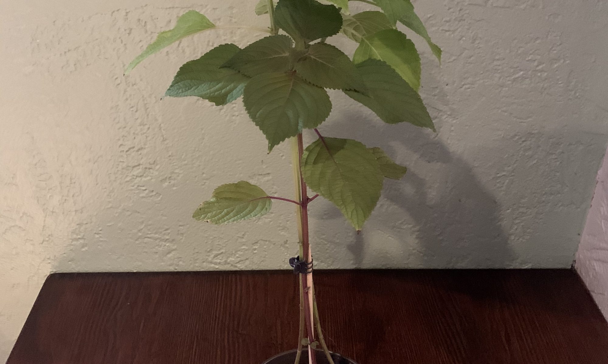 Korean Sesame Seed Leaf Plant House of Milae